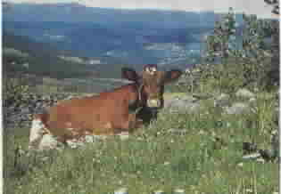 Hills of Gran