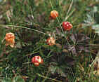 Cloudberries